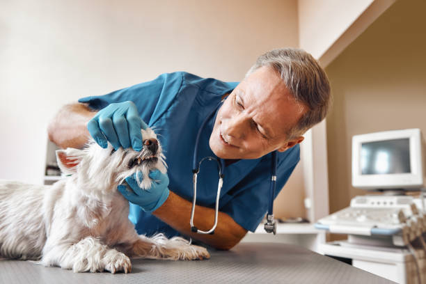 Best Affordable Emergency Dental Care  in Brooklyn Park, MD